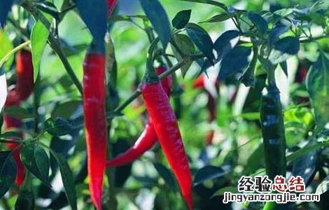各种辣椒种子价格及图片 辣椒种子价格及种植方法