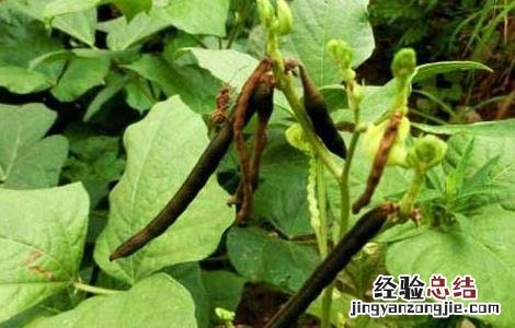 绿豆种子价格及种植方法 绿豆种子价格及种植方法视频