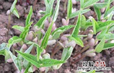 绿豆种子价格及种植方法 绿豆种子价格及种植方法视频