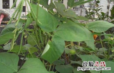 绿豆种子价格及种植方法 绿豆种子价格及种植方法视频