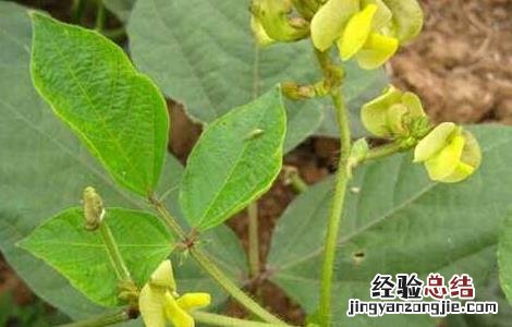 绿豆种子价格及种植方法 绿豆种子价格及种植方法视频