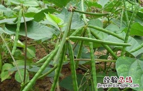 绿豆种子价格及种植方法 绿豆种子价格及种植方法视频