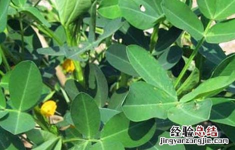 花生种苗价格 花生种子价格及种植方法