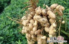 花生种苗价格 花生种子价格及种植方法