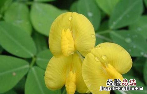 花生种苗价格 花生种子价格及种植方法