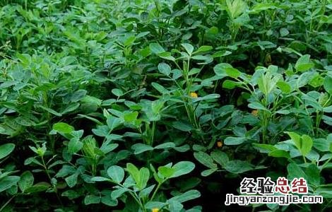 花生种苗价格 花生种子价格及种植方法