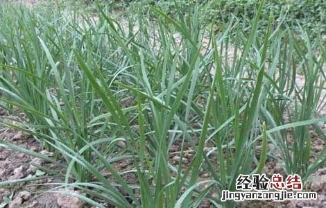 韭菜种子价格及种植方法 韭菜种子价格及种植方法图片