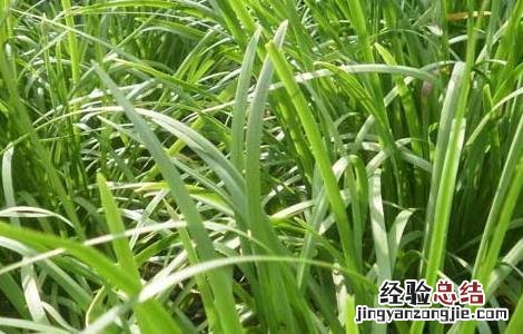 韭菜种子价格及种植方法 韭菜种子价格及种植方法图片