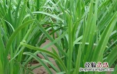韭菜种子价格及种植方法 韭菜种子价格及种植方法图片