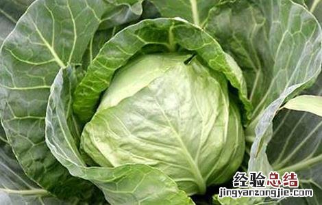 甘蓝种子价格及种植方法 甘蓝种子价格表