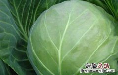 甘蓝种子价格及种植方法 甘蓝种子价格表