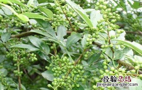 花椒种子种植技术 花椒种子价格及种植方法