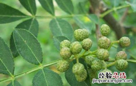 花椒种子种植技术 花椒种子价格及种植方法