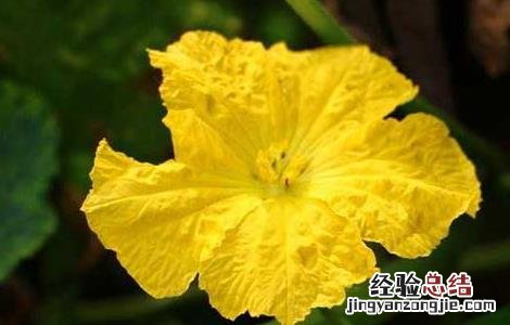 大棚丝瓜种植技术要点 大棚丝瓜种植技术