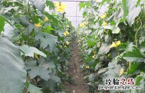 大棚丝瓜种植技术要点 大棚丝瓜种植技术