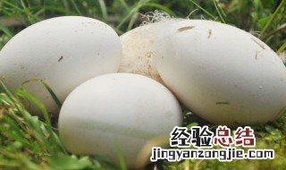吃鹅蛋要忌些什么 吃鹅蛋的六大禁忌
