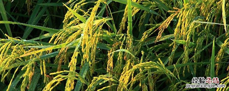 泡谷种的步骤 泡谷种的步骤视频