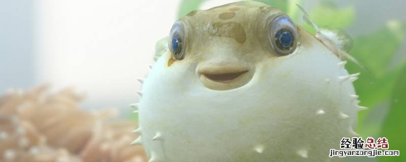 野生河豚是保护动物吗 河豚是保护动物吗