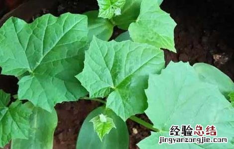 丝瓜种子价格及种植方法 丝瓜种子价格及种植方法图片