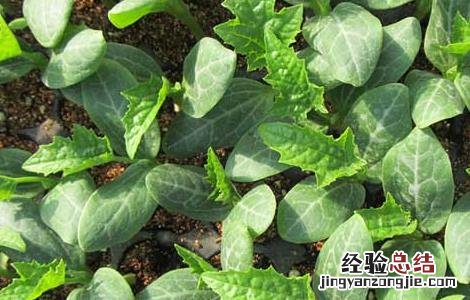丝瓜种子价格及种植方法 丝瓜种子价格及种植方法图片
