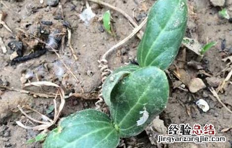 丝瓜种子价格及种植方法 丝瓜种子价格及种植方法图片