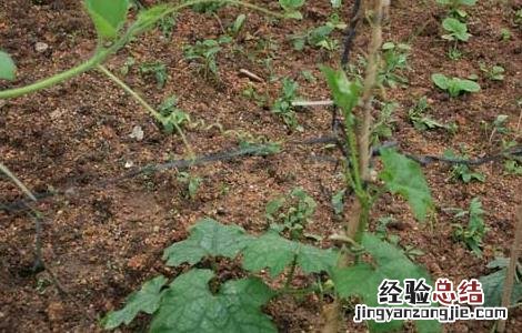 丝瓜种子价格及种植方法 丝瓜种子价格及种植方法图片