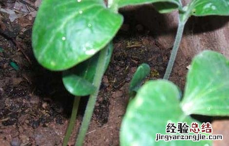 丝瓜种子价格及种植方法 丝瓜种子价格及种植方法图片