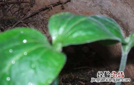 丝瓜种子价格及种植方法 丝瓜种子价格及种植方法图片