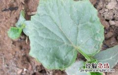丝瓜种子价格及种植方法 丝瓜种子价格及种植方法图片