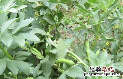 蚕豆种子价格及种植方法视频 蚕豆种子价格及种植方法