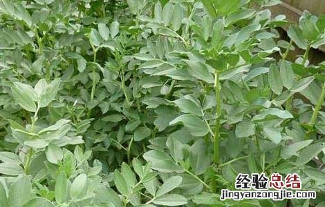 蚕豆种子价格及种植方法视频 蚕豆种子价格及种植方法