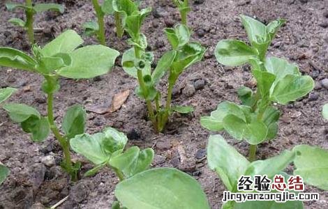 蚕豆种子价格及种植方法视频 蚕豆种子价格及种植方法