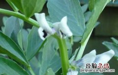 蚕豆种子价格及种植方法视频 蚕豆种子价格及种植方法
