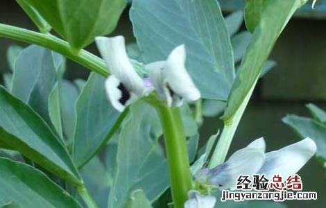 蚕豆种子价格及种植方法视频 蚕豆种子价格及种植方法