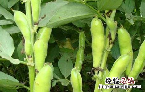 蚕豆种子价格及种植方法视频 蚕豆种子价格及种植方法