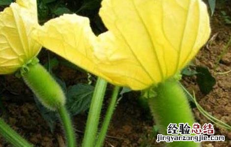 冬瓜种子价格及种植方法 冬瓜种子价格及种植方法大全