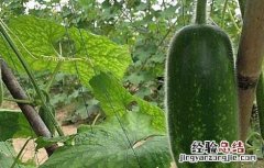 冬瓜种子价格及种植方法 冬瓜种子价格及种植方法大全