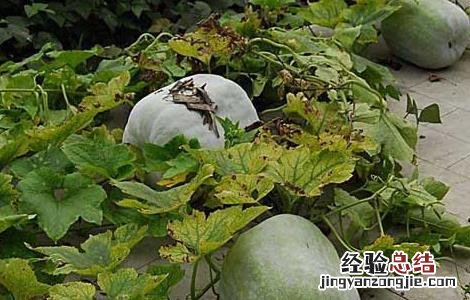 冬瓜种子价格及种植方法 冬瓜种子价格及种植方法大全