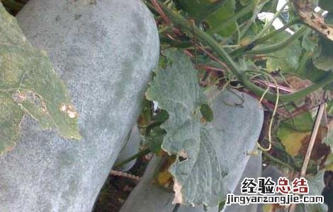 冬瓜种子价格及种植方法 冬瓜种子价格及种植方法大全