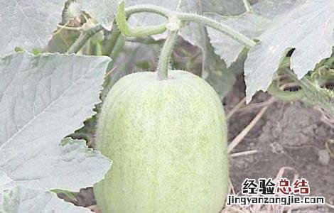 冬瓜种子价格及种植方法 冬瓜种子价格及种植方法大全