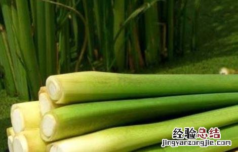 茭白种子价格及种植方法 茭白种苗价格