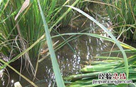 茭白种子价格及种植方法 茭白种苗价格