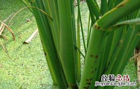 茭白种子价格及种植方法 茭白种苗价格