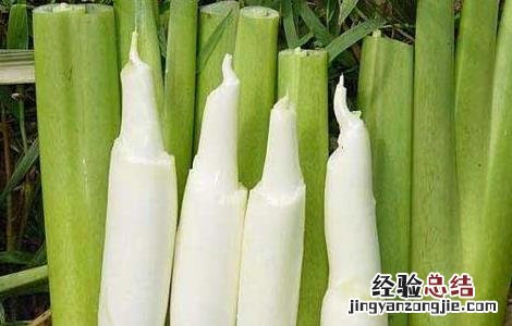 茭白种子价格及种植方法 茭白种苗价格