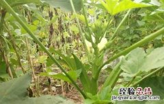 秋葵种子价格及种植方法 秋葵种子价格及种植方法视频