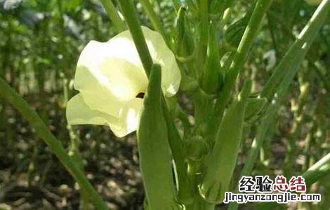 秋葵种子价格及种植方法 秋葵种子价格及种植方法视频