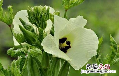秋葵种子价格及种植方法 秋葵种子价格及种植方法视频