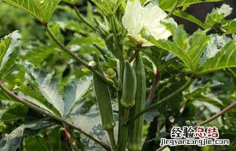 秋葵种子价格及种植方法 秋葵种子价格及种植方法视频