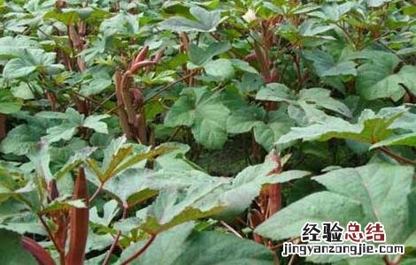 秋葵种子价格及种植方法 秋葵种子价格及种植方法视频