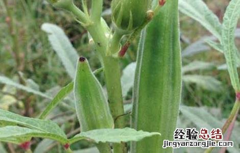 秋葵什么时候播种最好 秋葵适合什么时候播种